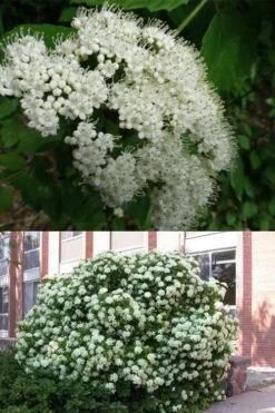 Arrowwood Viburnum - 3 Gallon Pot 11 Arrowwood Viburnum - 3 Gallon Pot -Garden Plants viburnum dentatum arrowwood 3