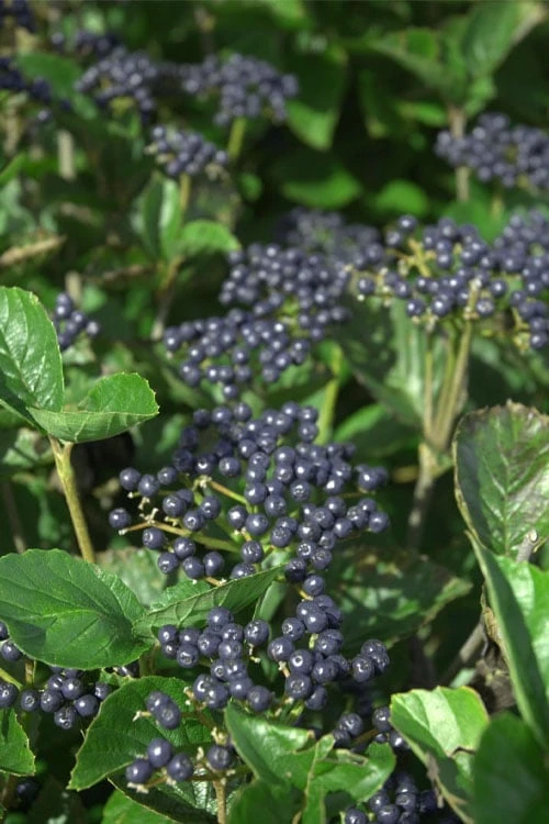 Arrowwood Viburnum - 3 Gallon Pot 6 Arrowwood Viburnum - 3 Gallon Pot -Garden Plants viburnum dentatum arrowwood 4