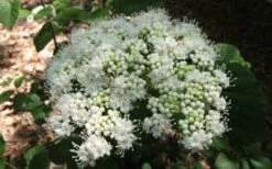Arrowwood Viburnum - 3 Gallon Pot 12 Arrowwood Viburnum - 3 Gallon Pot -Garden Plants viburnum dentatum arrowwood 5