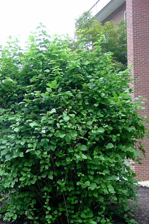 Arrowwood Viburnum - 3 Gallon Pot 6 Arrowwood Viburnum - 3 Gallon Pot - Image 6