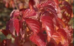 Arrowwood Viburnum - 3 Gallon Pot 14 Arrowwood Viburnum - 3 Gallon Pot -Garden Plants viburnum dentatum arrowwood 9