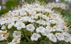 Mohican Arrowwood Viburnum - 6 Gallon Pot (4-5') 15 Mohican Arrowwood Viburnum - 6 Gallon Pot (4-5') -Garden Plants viburnum lantana mohican 1