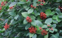 Mohican Arrowwood Viburnum - 6 Gallon Pot (4-5') 14 Mohican Arrowwood Viburnum - 6 Gallon Pot (4-5') -Garden Plants viburnum lantana mohican 3