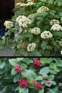 Mohican Arrowwood Viburnum - 6 Gallon Pot (4-5') 13 Mohican Arrowwood Viburnum - 6 Gallon Pot (4-5') -Garden Plants viburnum lantana mohican 4