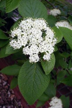 Mohican Arrowwood Viburnum - 6 Gallon Pot (4-5') 12 Mohican Arrowwood Viburnum - 6 Gallon Pot (4-5') -Garden Plants viburnum lantana mohican 5