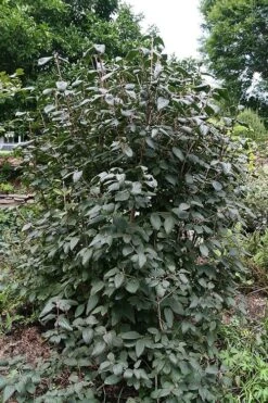 Mohican Arrowwood Viburnum - 6 Gallon Pot (4-5') 11 Mohican Arrowwood Viburnum - 6 Gallon Pot (4-5') -Garden Plants viburnum lantana mohican 6