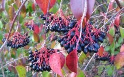 Nannyberry Viburnum - 3 Gallon Pot 9 Nannyberry Viburnum - 3 Gallon Pot -Garden Plants viburnum lentago nannyberry 2