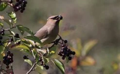 Nannyberry Viburnum - 3 Gallon Pot 11 Nannyberry Viburnum - 3 Gallon Pot -Garden Plants viburnum lentago nannyberry 5