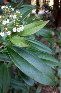Moonlit Lace Viburnum - 6 Pack Of 1 Gallon Pots 10 Moonlit Lace Viburnum - 6 Pack Of 1 Gallon Pots -Garden Plants viburnum moonlit lace 5