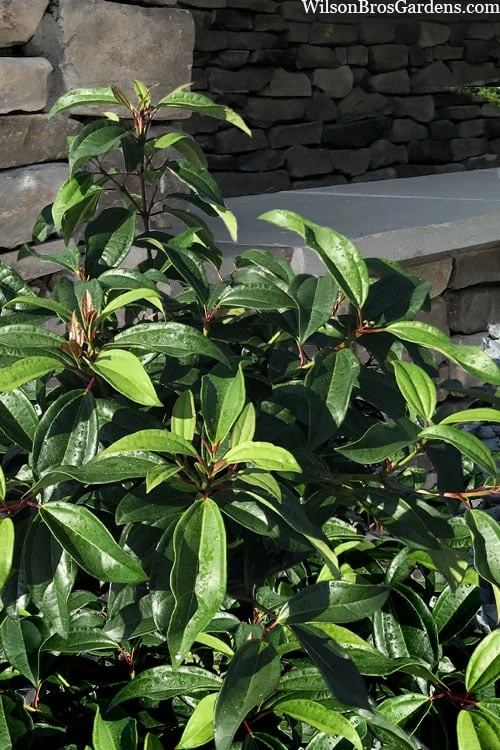 Moonlit Lace Viburnum - 7 Gallon Pot 1 Moonlit Lace Viburnum - 7 Gallon Pot