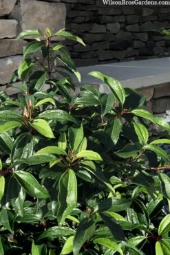 Moonlit Lace Viburnum - 1 Gallon Pot 10 Moonlit Lace Viburnum - 1 Gallon Pot -Garden Plants viburnum moonlit lace 8 3