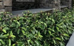 Moonlit Lace Viburnum - 7 Gallon Pot 9 Moonlit Lace Viburnum - 7 Gallon Pot -Garden Plants viburnum moonlit lace 9 2