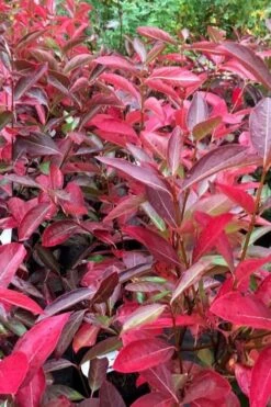 Winterthur Viburnum - 1 Gallon Pot 12 Winterthur Viburnum - 1 Gallon Pot -Garden Plants viburnum nudum winterthur 100