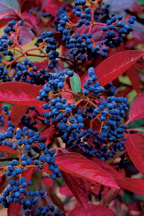 Winterthur Viburnum - 1 Gallon Pot 1 Winterthur Viburnum - 1 Gallon Pot