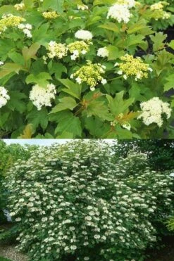 Dwarf European Cranberry Bush - 5 Gallon Pot -Garden Plants viburnum opulus compactum dwarf european cranberry bush 10 1