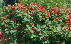 Dwarf European Cranberry Bush - 5 Gallon Pot -Garden Plants viburnum opulus compactum dwarf european cranberry bush 2 1
