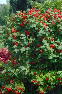 Dwarf European Cranberry Bush - 5 Gallon Pot -Garden Plants viburnum opulus compactum dwarf european cranberry bush 3 1