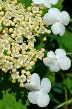 Dwarf European Cranberry Bush - 5 Gallon Pot -Garden Plants viburnum opulus compactum dwarf european cranberry bush 7 1