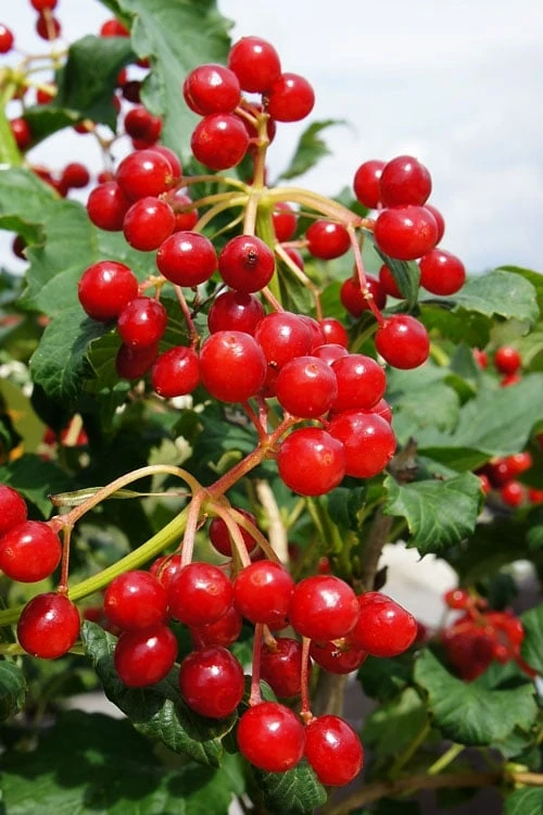 Dwarf European Cranberry Bush - 5 Gallon Pot 8 Dwarf European Cranberry Bush - 5 Gallon Pot -Garden Plants viburnum opulus compactum dwarf european cranberry bush 9 1