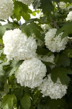 Eastern Snowball Viburnum Bush - 1 Gallon Pot -Garden Plants viburnum opulus sterile eastern snowball 2