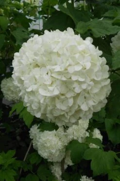 Eastern Snowball Viburnum Bush - 1 Gallon Pot -Garden Plants viburnum opulus sterile eastern snowball 3