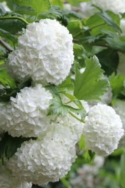 Eastern Snowball Viburnum Bush - 3 Gallon Pot -Garden Plants viburnum opulus sterile eastern snowball 5 1