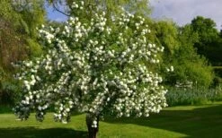 Eastern Snowball Viburnum Bush - 1 Gallon Pot -Garden Plants viburnum opulus sterile eastern snowball 9