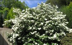 Japanese Snowball Bush (Viburnum Plicatum) - 2 Gallon Pot -Garden Plants viburnum plicatum japanese snowball bush flowers 15