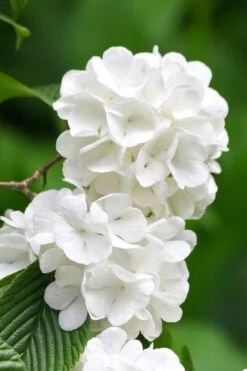 Japanese Snowball Bush (Viburnum Plicatum) - 2 Gallon Pot -Garden Plants viburnum plicatum japanese snowball flowers 10