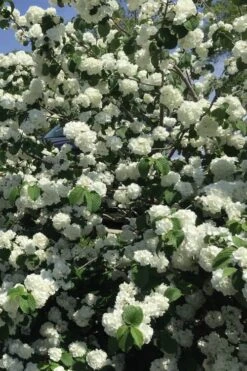 Japanese Snowball Bush (Viburnum Plicatum) - 2 Gallon Pot -Garden Plants viburnum plicatum japanese snowball flowers 15