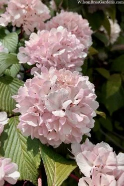 Kern's Pink Snowball Viburnum Bush - 2 Gallon Pot -Garden Plants viburnum plicatum kerns pink snowball 3