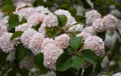 Kern's Pink Snowball Viburnum Bush - 2 Gallon Pot -Garden Plants viburnum plicatum kerns pink snowball 7