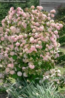 Kern's Pink Snowball Viburnum Bush - 2 Gallon Pot -Garden Plants viburnum plicatum kerns pink snowball 9