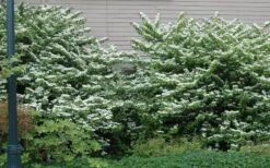 Japanese Doublefile Viburnum - 2 Gallon Pot -Garden Plants viburnum plicatum tomentosum japanese doublefile 1