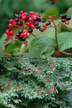 Japanese Doublefile Viburnum - 2 Gallon Pot -Garden Plants viburnum plicatum tomentosum japanese doublefile 2