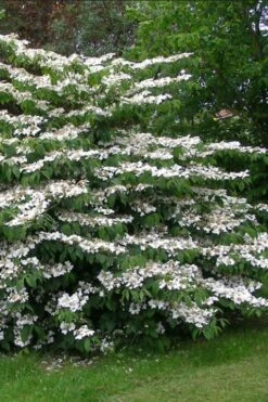 Japanese Doublefile Viburnum - 2 Gallon Pot -Garden Plants viburnum plicatum tomentosum japanese doublefile 5