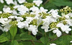 Japanese Doublefile Viburnum - 2 Gallon Pot -Garden Plants viburnum plicatum tomentosum japanese doublefile 6
