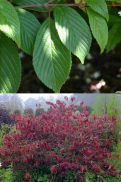 Japanese Doublefile Viburnum - 2 Gallon Pot -Garden Plants viburnum plicatum tomentosum japanese doublefile 9