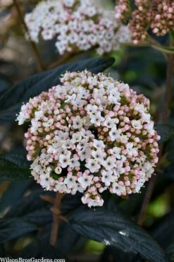 Prague Viburnum - 3 Gallon Pot -Garden Plants viburnum pragense prague 2 2