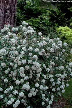 Prague Viburnum - 1 Gallon Pot -Garden Plants viburnum pragense prague 4 1