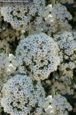 Prague Viburnum - 1 Gallon Pot -Garden Plants viburnum pragense prague 5 1