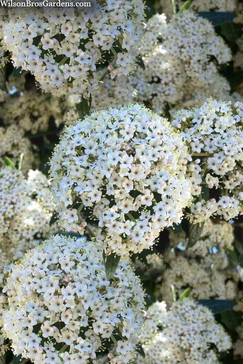 Prague Viburnum - 3 Gallon Pot 4 Prague Viburnum - 3 Gallon Pot -Garden Plants viburnum pragense prague 6 2