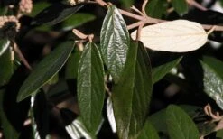 Prague Viburnum - 1 Gallon Pot -Garden Plants viburnum pragense prague 7 1