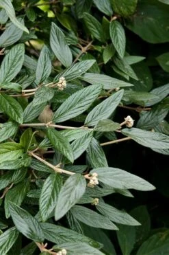 Prague Viburnum - 3 Gallon Pot -Garden Plants viburnum pragense prague 9 2