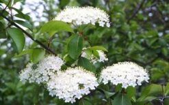 Blackhaw Viburnum - 2 Gallon Pot 13 Blackhaw Viburnum - 2 Gallon Pot -Garden Plants viburnum prunifolium black haw 4 1
