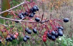 Blackhaw Viburnum - 2 Gallon Pot 12 Blackhaw Viburnum - 2 Gallon Pot -Garden Plants viburnum prunifolium black haw 5 1