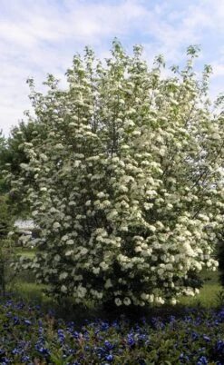 Blackhaw Viburnum - 2 Gallon Pot 11 Blackhaw Viburnum - 2 Gallon Pot -Garden Plants viburnum prunifolium black haw 7 1