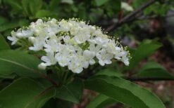 Blackhaw Viburnum - 2 Gallon Pot 15 Blackhaw Viburnum - 2 Gallon Pot -Garden Plants viburnum prunifolium black haw 9 1