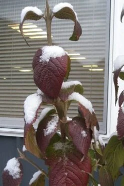 Red Balloon Viburnum - 3 Gallon Pot -Garden Plants viburnum rhytidophylloides red balloon 4