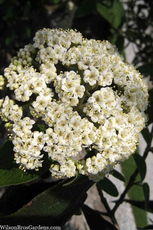Willowwood Viburnum - 3 Gallon Pot 1 Willowwood Viburnum - 3 Gallon Pot